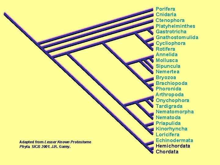 Adapted from Lesser Known Protostome Phyla. SICB 2001. J. R. Garey. Porifera Cnidaria Ctenophora