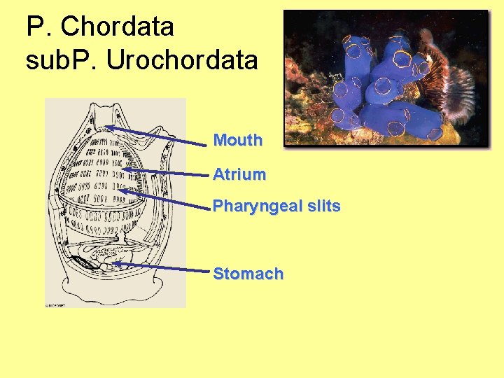 P. Chordata sub. P. Urochordata Mouth Atrium Pharyngeal slits Stomach 