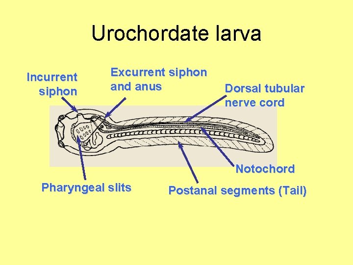 Urochordate larva Incurrent siphon Excurrent siphon and anus Dorsal tubular nerve cord Notochord Pharyngeal