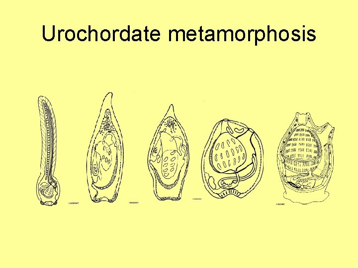 Urochordate metamorphosis 