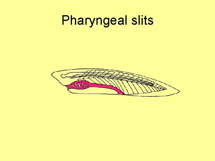 Pharyngeal slits 