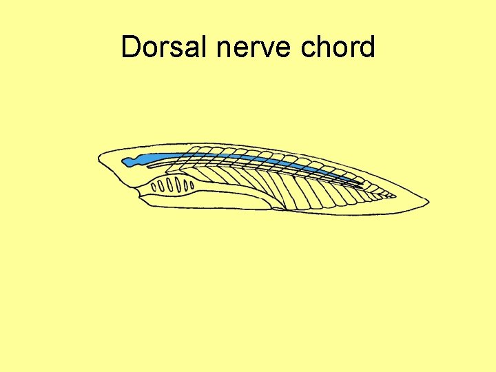 Dorsal nerve chord 