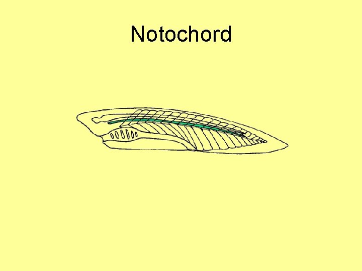 Notochord 