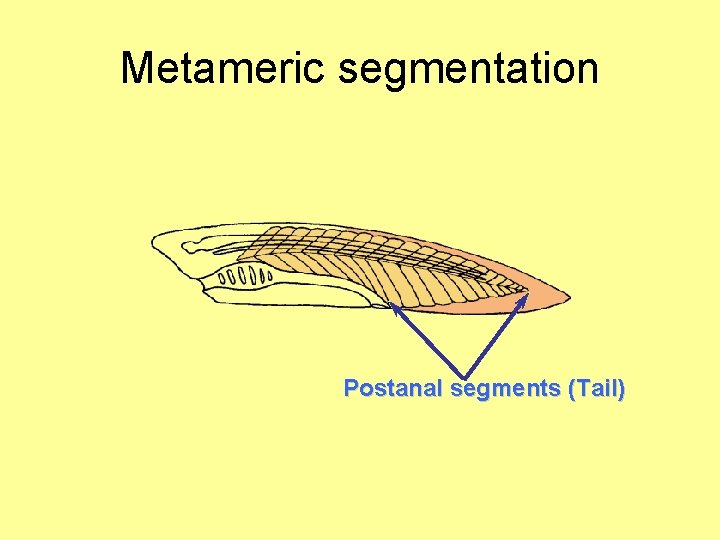 Metameric segmentation Postanal segments (Tail) 