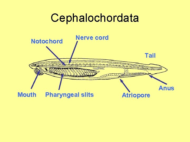 Cephalochordata Notochord Nerve cord Tail Mouth Pharyngeal slits Atriopore Anus 