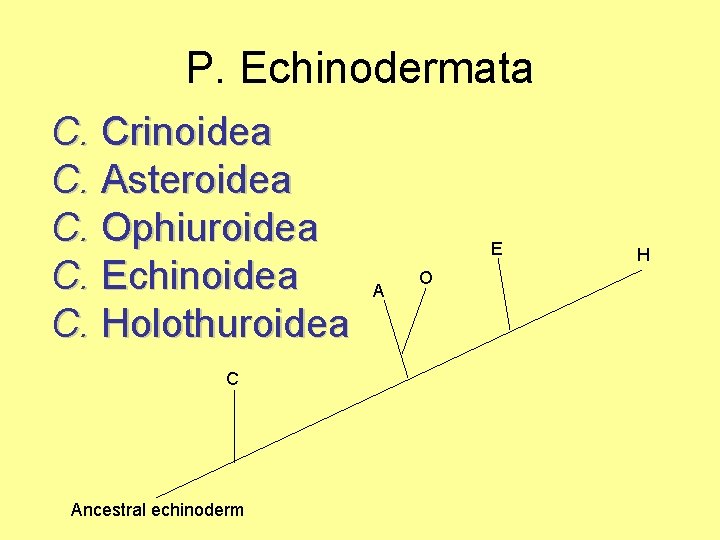 P. Echinodermata C. Crinoidea C. Asteroidea C. Ophiuroidea C. Echinoidea C. Holothuroidea C Ancestral