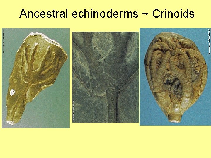 Ancestral echinoderms ~ Crinoids 