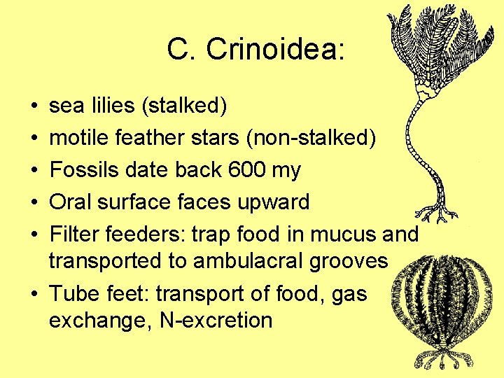 C. Crinoidea: • • • sea lilies (stalked) motile feather stars (non-stalked) Fossils date