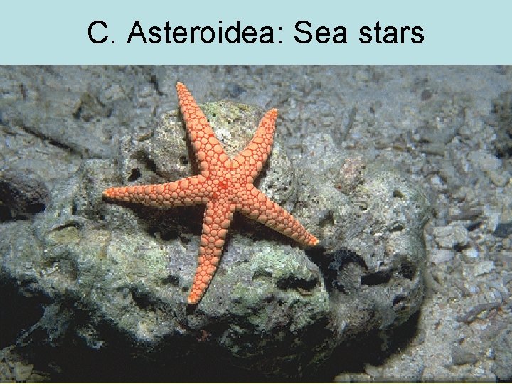 C. Asteroidea: Sea stars 09: 44 BIO 2121 Animal Form and Function 7 