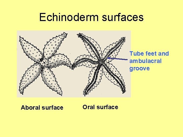 Echinoderm surfaces Tube feet and ambulacral groove Aboral surface Oral surface 