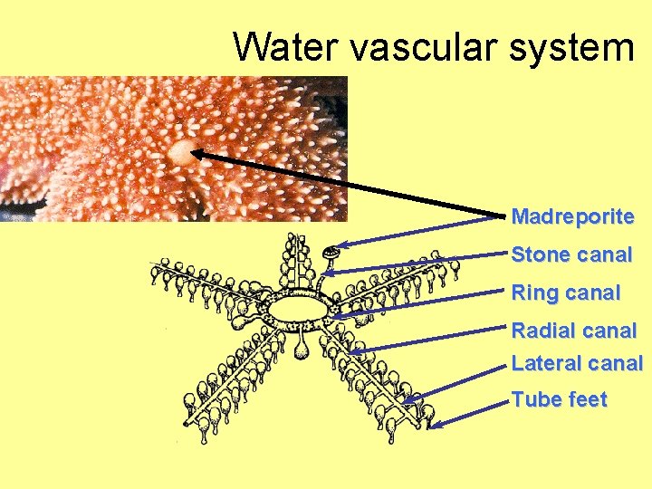 Water vascular system Madreporite Stone canal Ring canal Radial canal Lateral canal Tube feet