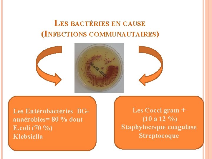 LES BACTÉRIES EN CAUSE (INFECTIONS COMMUNAUTAIRES) Les Entérobactéries BGanaérobies= 80 % dont E. coli