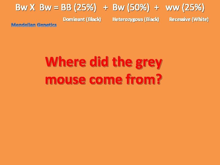 Bw X Bw = BB (25%) + Bw (50%) + ww (25%) Dominant (Black)