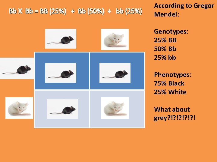 Bb X Bb = BB (25%) + Bb (50%) + bb (25%) According to