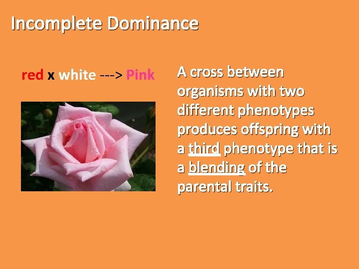 Incomplete Dominance red x white ---> Pink A cross between organisms with two different