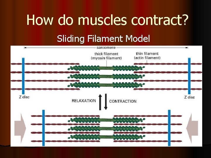 How do muscles contract? Sliding Filament Model 