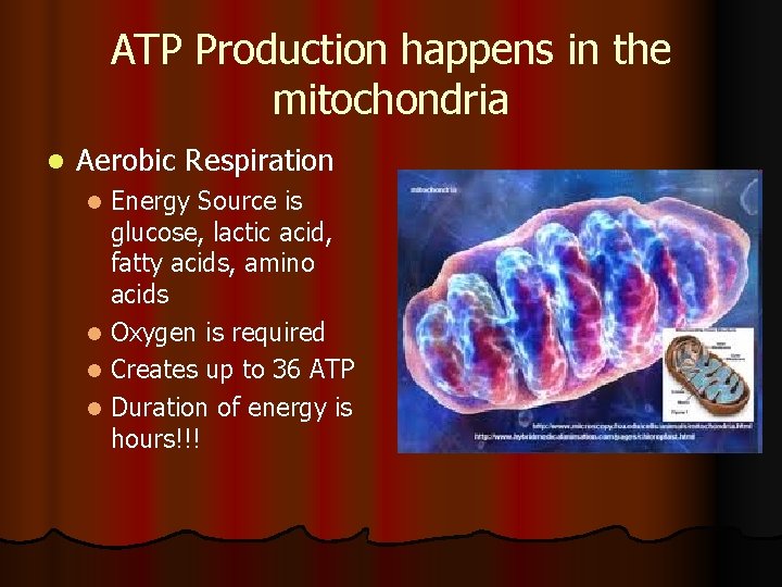 ATP Production happens in the mitochondria l Aerobic Respiration Energy Source is glucose, lactic