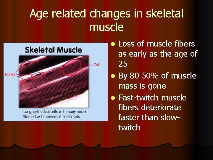 Age related changes in skeletal muscle Loss of muscle fibers as early as the