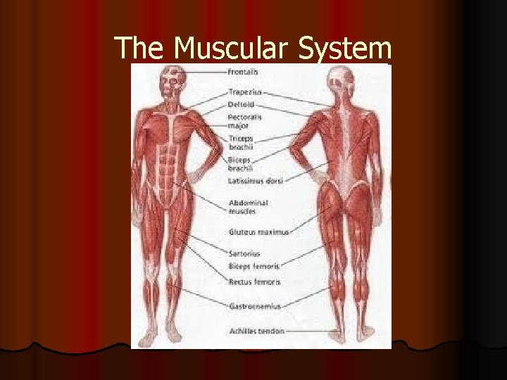 The Muscular System 