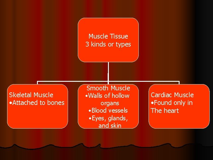 Muscle Tissue 3 kinds or types Skeletal Muscle • Attached to bones Smooth Muscle
