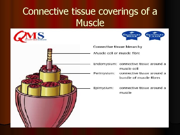 Connective tissue coverings of a Muscle 