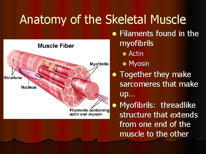 Anatomy of the Skeletal Muscle l Filaments found in the myofibrils Actin l Myosin