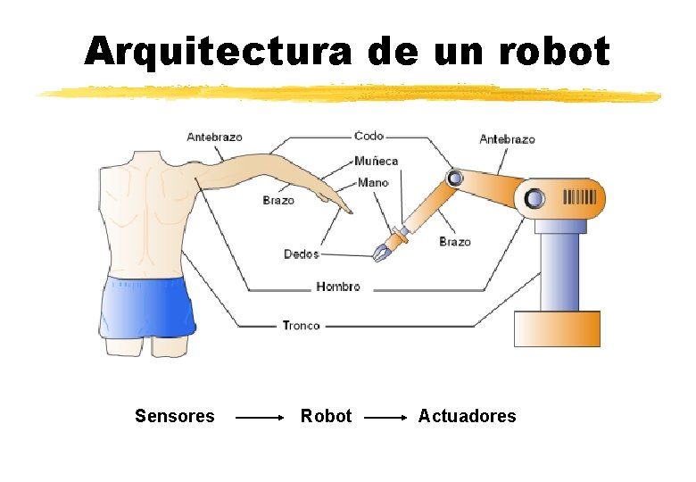 Arquitectura de un robot Sensores Robot Actuadores 