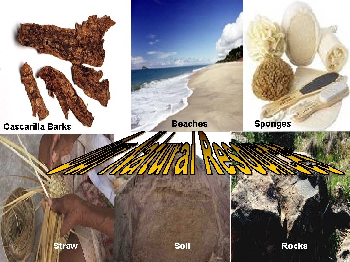 Cascarilla Barks Straw Beaches Soil Sponges Rocks 