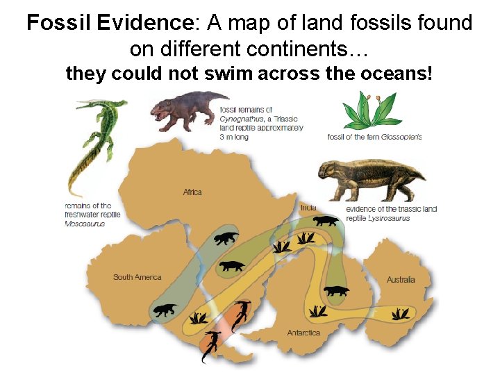 Fossil Evidence: A map of land fossils found on different continents… they could not