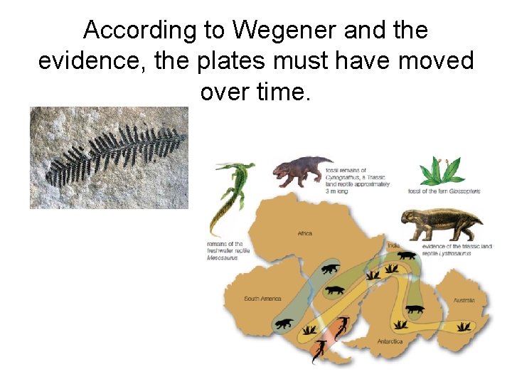 According to Wegener and the evidence, the plates must have moved over time. 