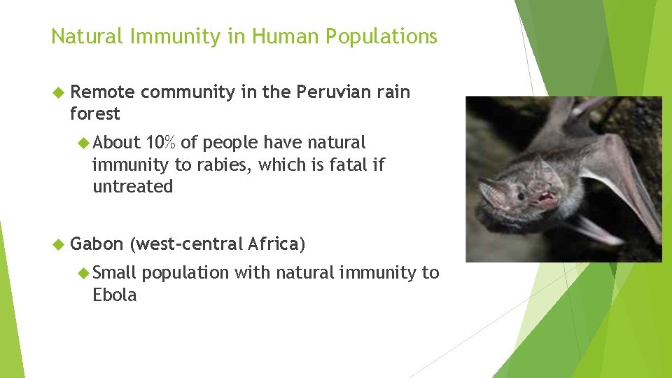 Natural Immunity in Human Populations Remote community in the Peruvian rain forest About 10%