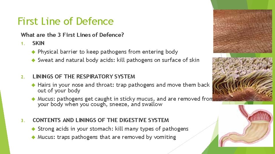 First Line of Defence What are the 3 First Lines of Defence? 1. SKIN