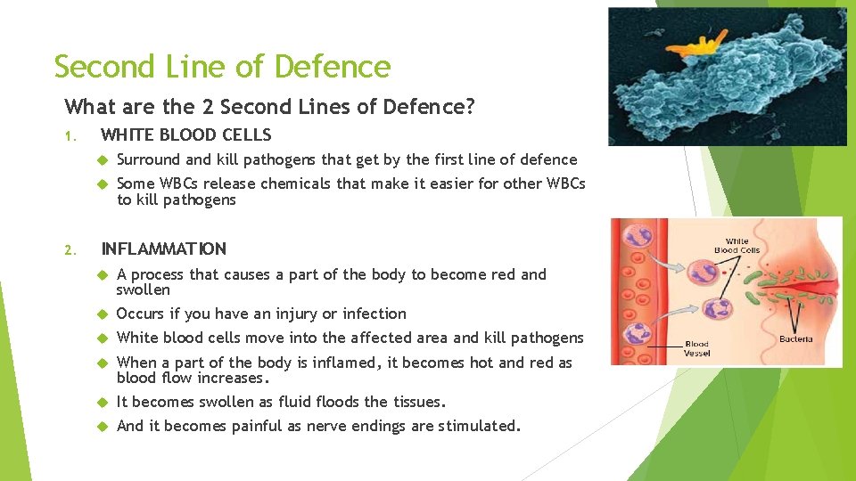 Second Line of Defence What are the 2 Second Lines of Defence? 1. 2.