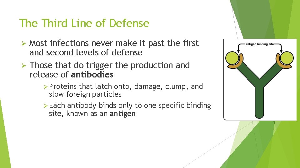 The Third Line of Defense Most infections never make it past the first and