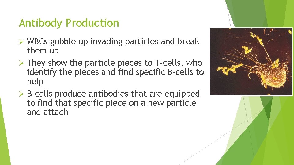 Antibody Production WBCs gobble up invading particles and break them up Ø They show
