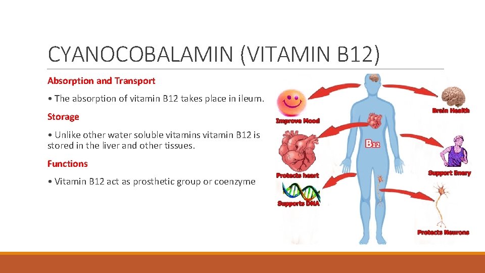 CYANOCOBALAMIN (VITAMIN B 12) Absorption and Transport • The absorption of vitamin B 12