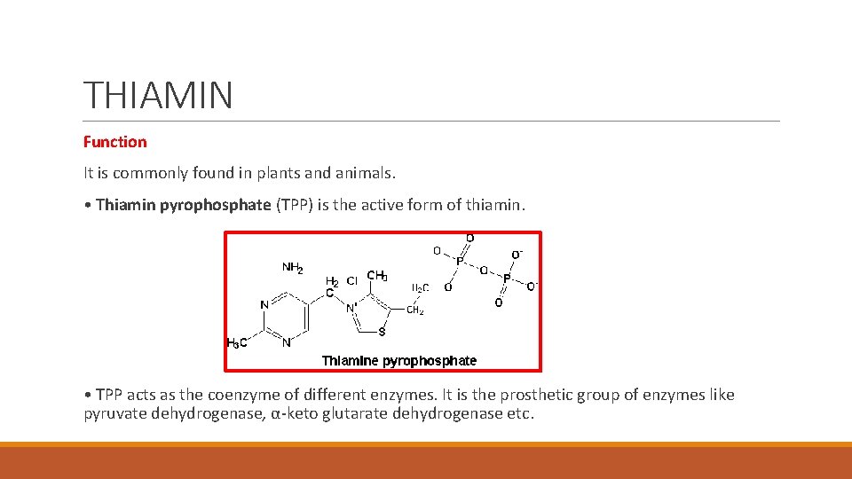 THIAMIN Function It is commonly found in plants and animals. • Thiamin pyrophosphate (TPP)