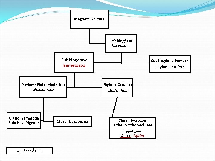 Kingdom Animalia Subkingdom Phylum Subkingdom Eumetazoa Phylum ...
