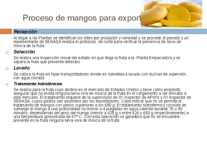 Proceso de mangos para exportación Recepción Al llegar a las Plantas se identifican los