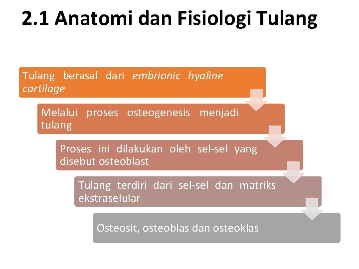 2. 1 Anatomi dan Fisiologi Tulang berasal dari embrionic hyaline cartilage Melalui proses osteogenesis
