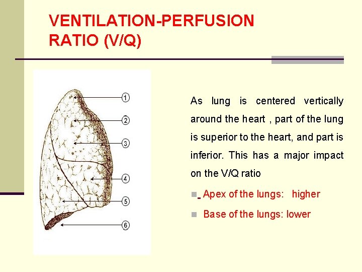 VENTILATION-PERFUSION RATIO (V/Q) As lung is centered vertically around the heart , part of