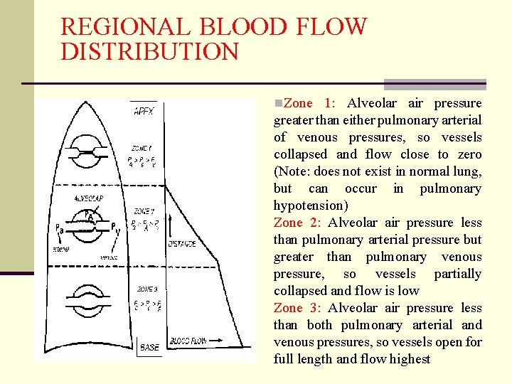 REGIONAL BLOOD FLOW DISTRIBUTION n. Zone 1: Alveolar air pressure greater than either pulmonary