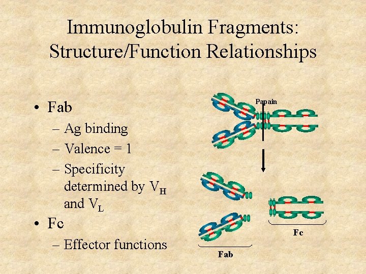 Immunoglobulin Fragments: Structure/Function Relationships • Fab Papain – Ag binding – Valence = 1