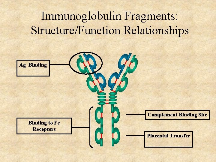 Immunoglobulin Fragments: Structure/Function Relationships Ag Binding Complement Binding Site Binding to Fc Receptors Placental