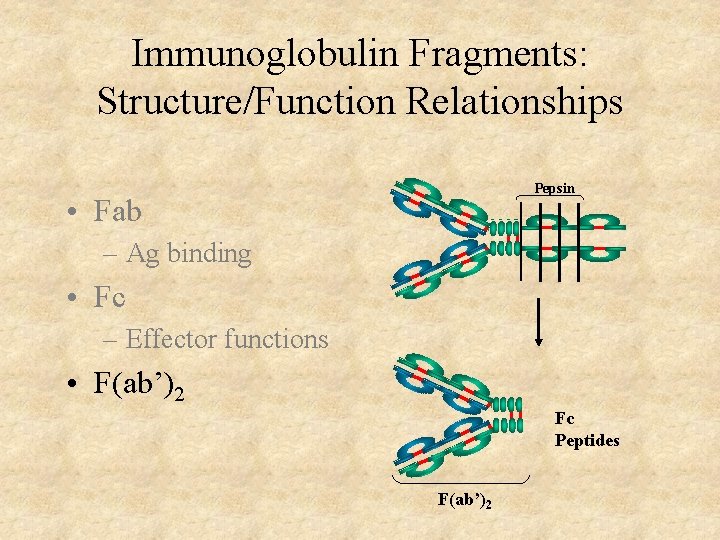 Immunoglobulin Fragments: Structure/Function Relationships Pepsin • Fab – Ag binding • Fc – Effector