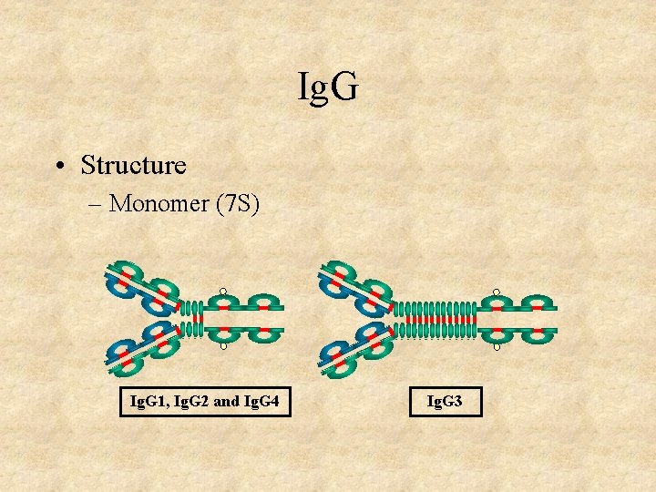 Ig. G • Structure – Monomer (7 S) Ig. G 1, Ig. G 2