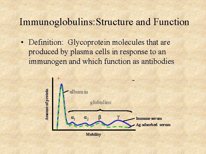 Immunoglobulins: Structure and Function • Definition: Glycoprotein molecules that are produced by plasma cells