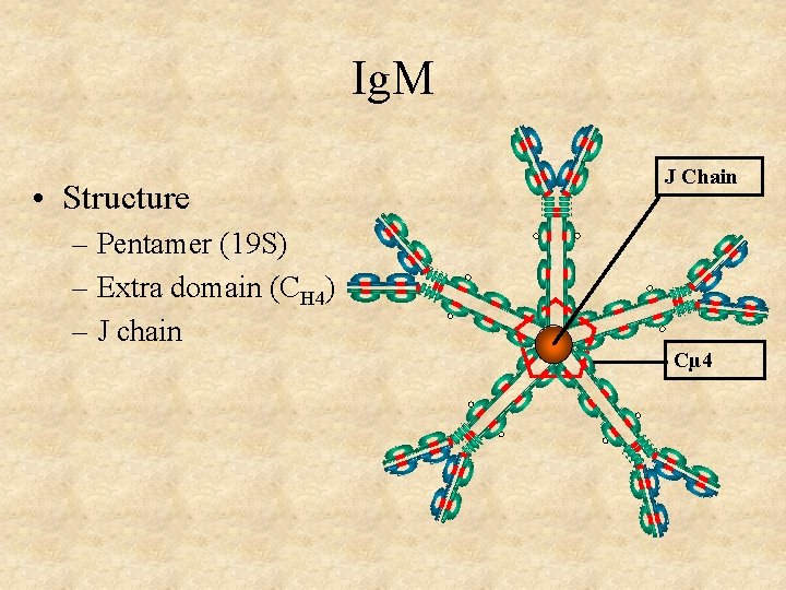 Ig. M • Structure – Pentamer (19 S) – Extra domain (CH 4) –