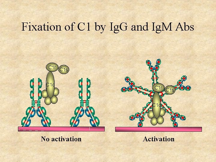 Fixation of C 1 by Ig. G and Ig. M Abs C 1 r