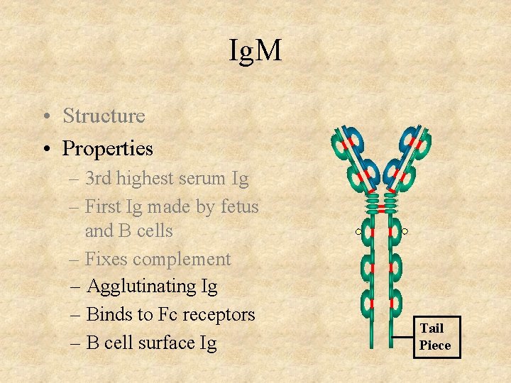 Ig. M • Structure • Properties – 3 rd highest serum Ig – First